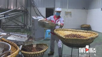 重慶農(nóng)產(chǎn)品加工業(yè)定下“小目標(biāo)” 3年增加1000億元產(chǎn)值