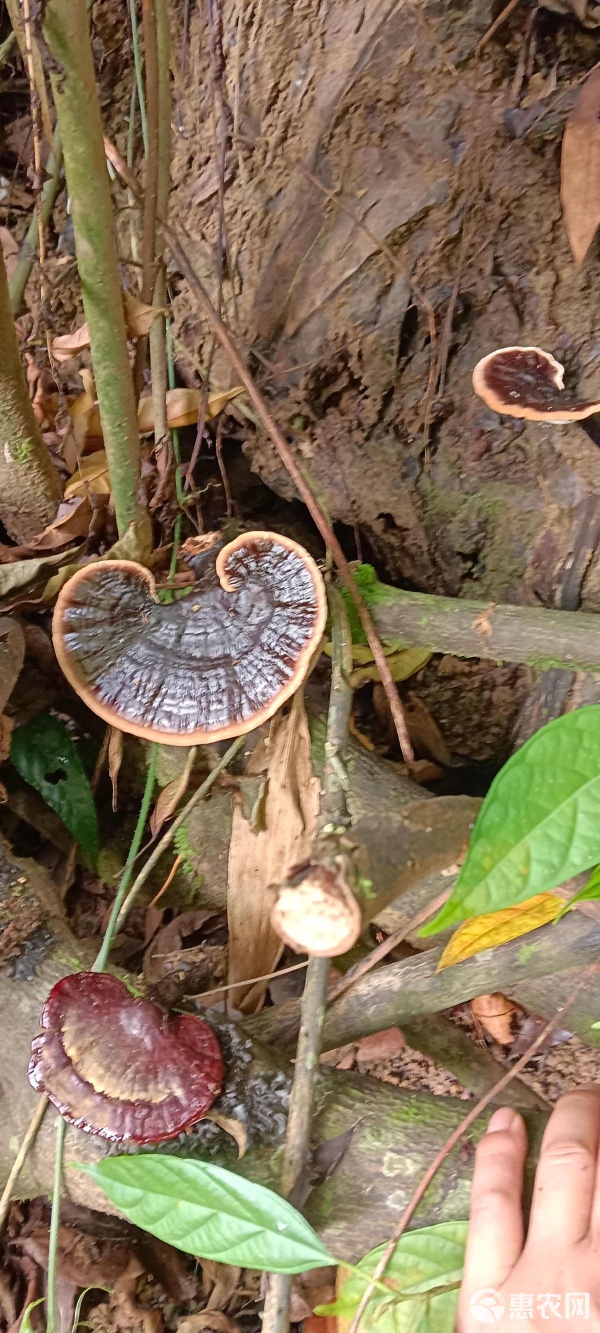 探尋紫靈芝市場 批發(fā)價格、品質考量與購銷之道